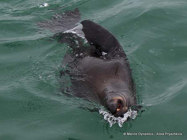 Cape Fur seal, South Africa